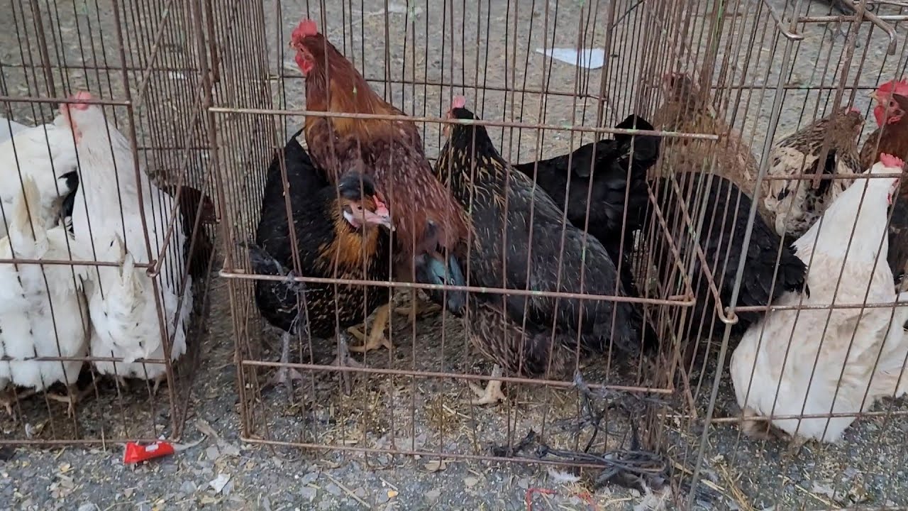Tavuk pazarı istanbul Tuzla ( fiyatlar yükselmeye baslamis )