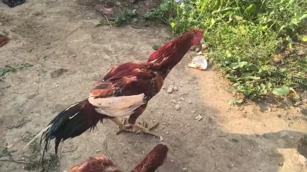 # Aseel murga gorakhpur up 53 like or subscribe # 🐓🐓🐓