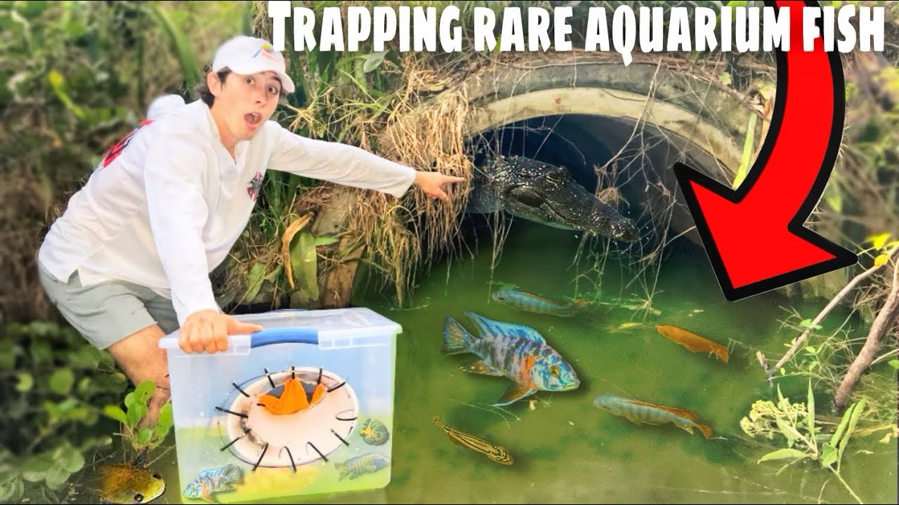 Trapping Wild Aquarium Fish in SEWER