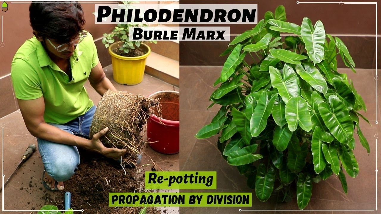 Philodendron Burle Marx Re-potting - propagation by Division - Root Bound