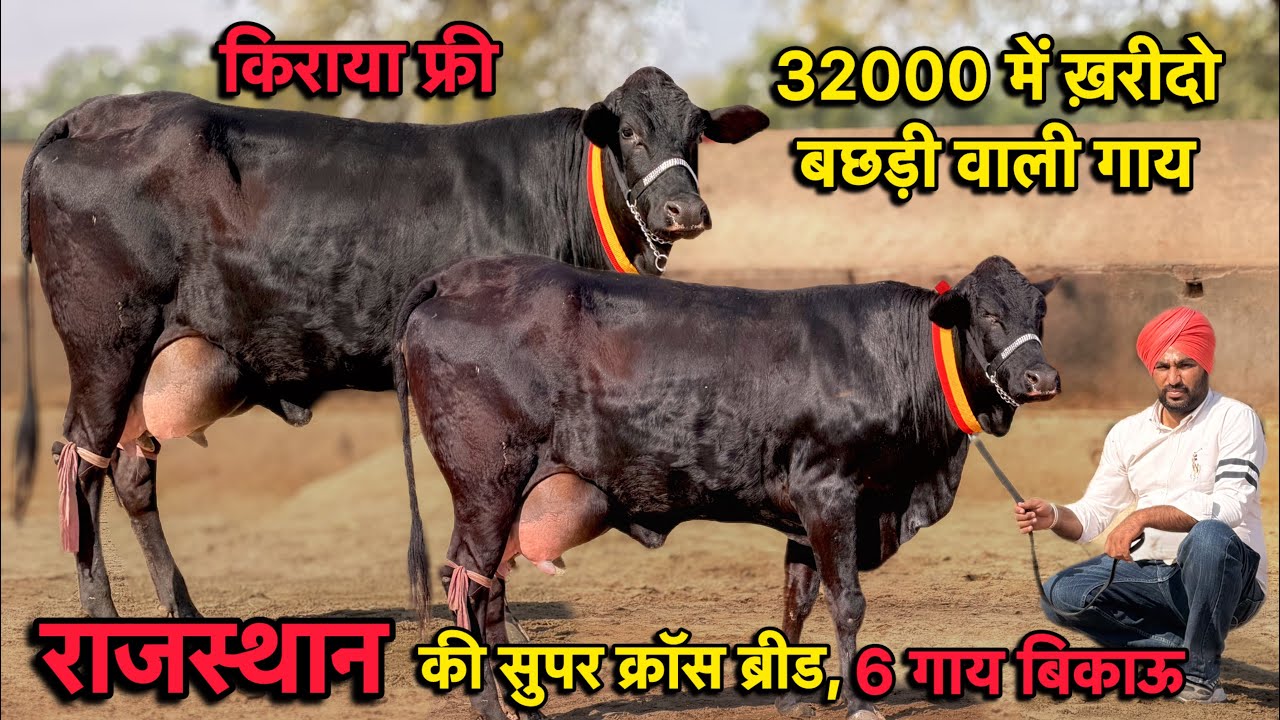 किराया फ्री,32000 में ख़रीदो गाय👌20 लीटर तक दूध कांटे तोल का,6 गाय बिकाऊ👍Cross Breed Cows for Sale