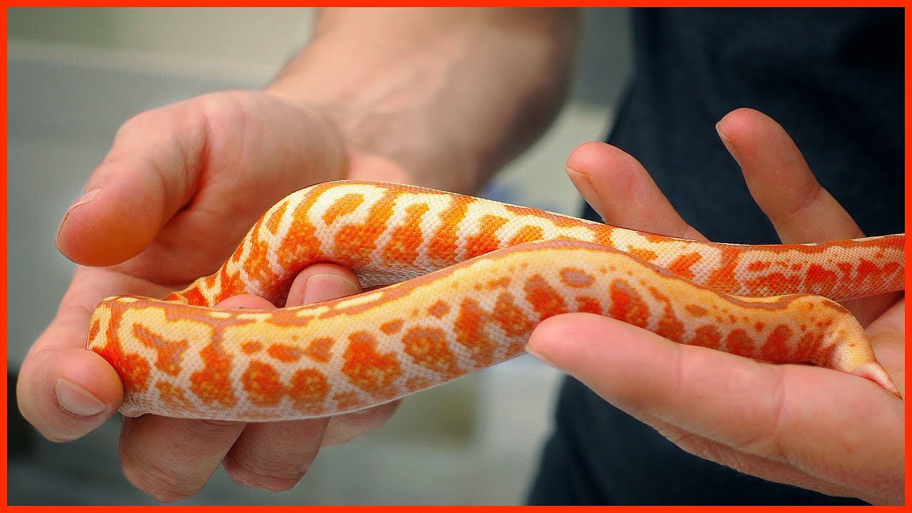 Our REDDEST Snake EVER?! | #Hetflix 155