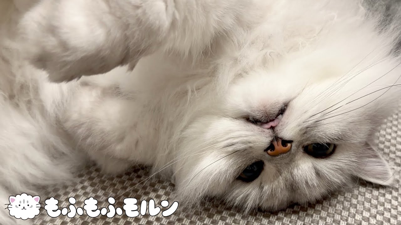 ソファに乗った甘えん坊猫 【サイベリアン】