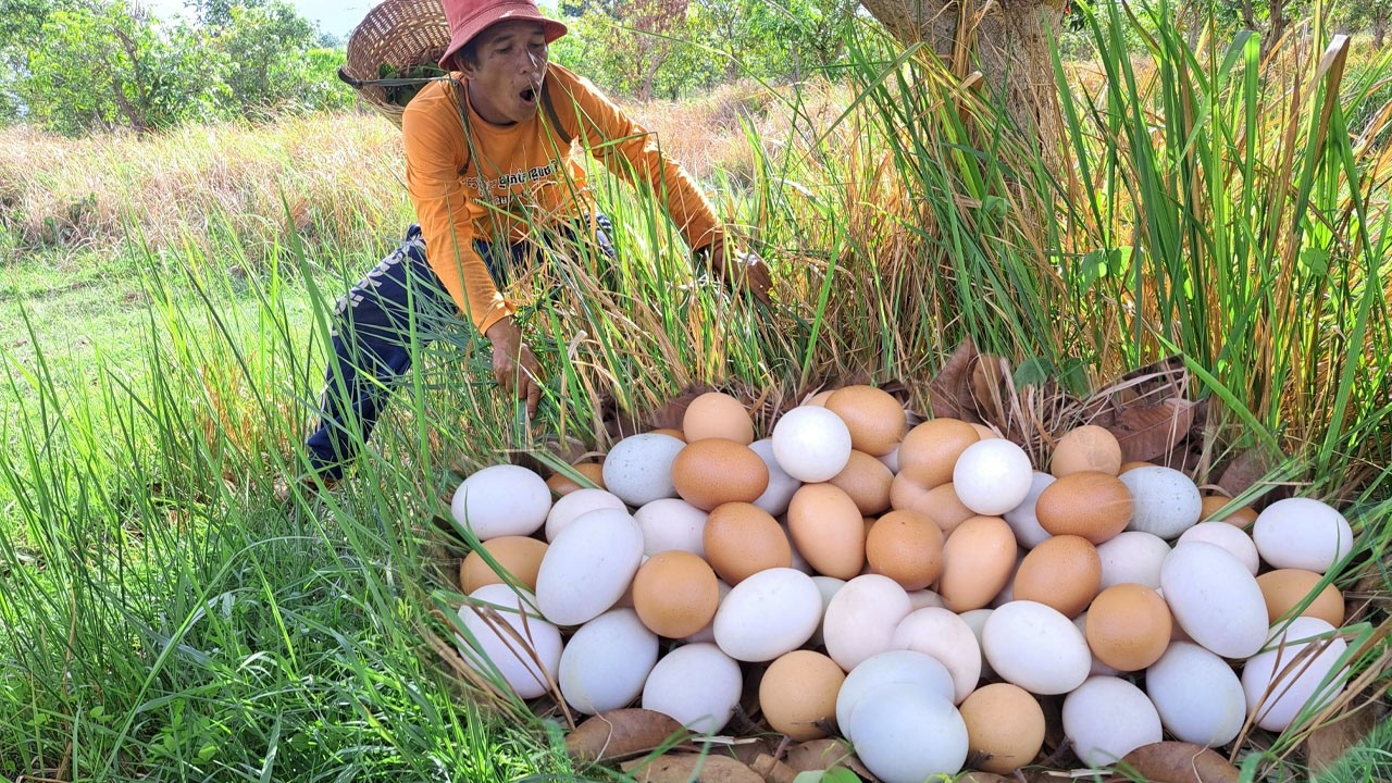 Wow wow! Pick lots of duck eggs near the water's edge, picking the best ones by hand