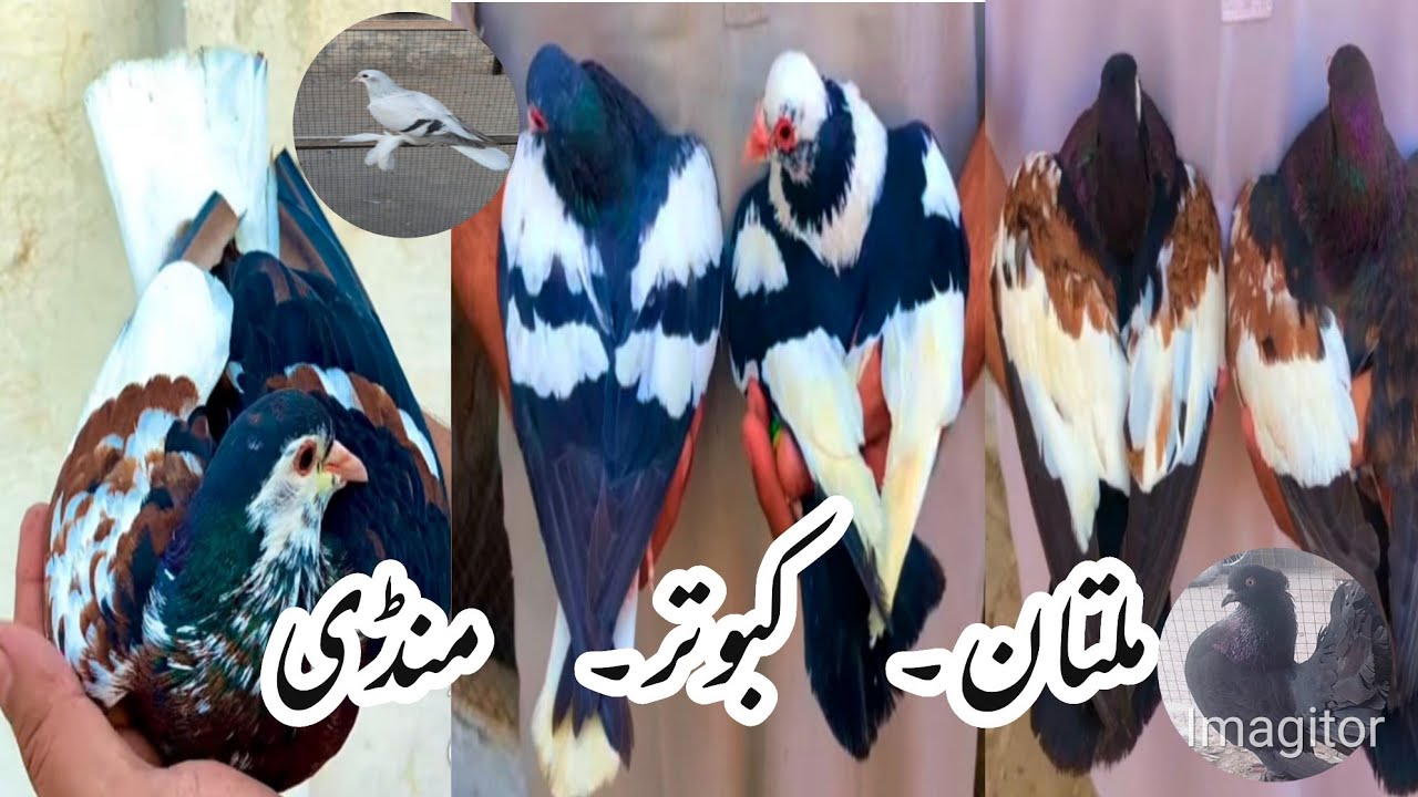 Multan kabootar mandi| multan kabutar mandi| Ch Junaid pegions| multan birds market| kabutar mandi| 