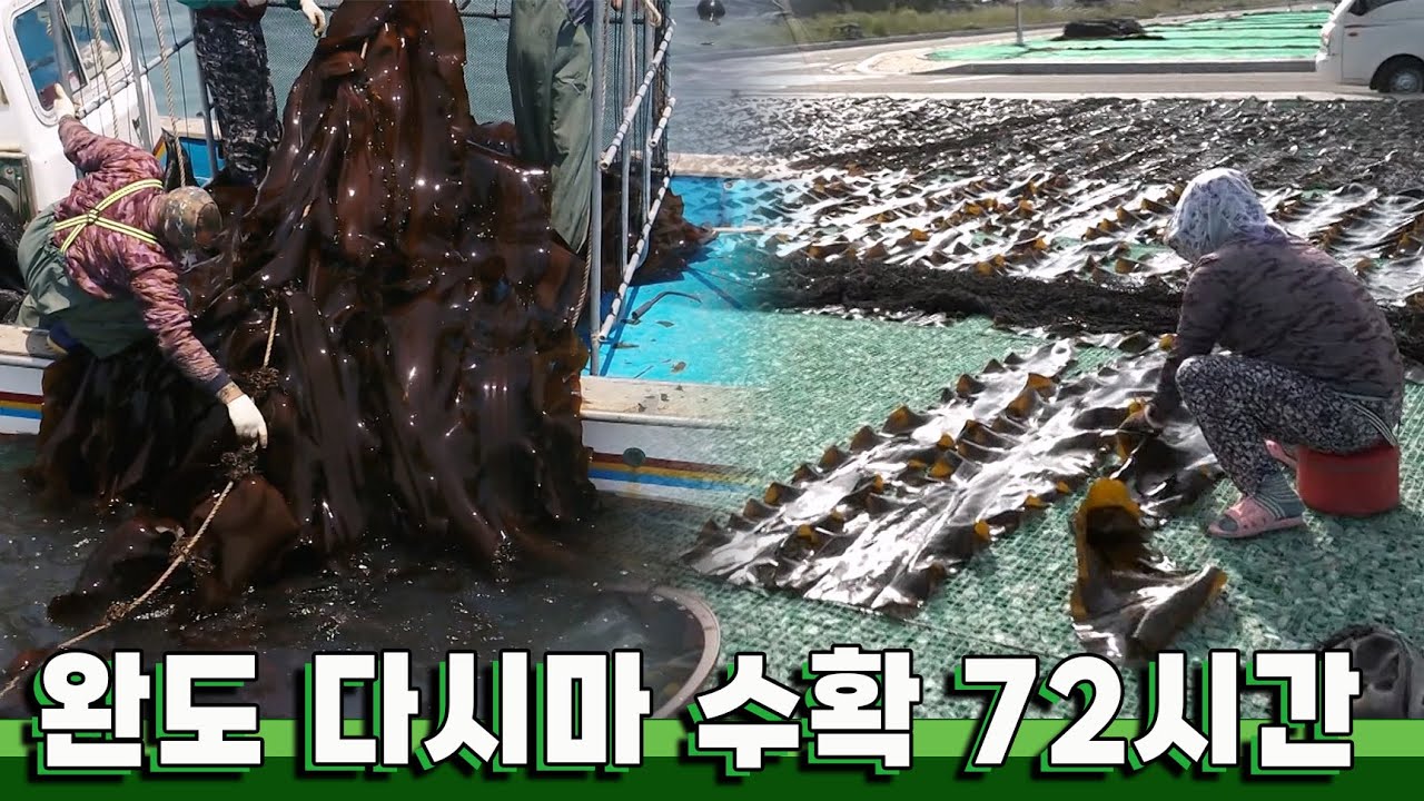 국내 다시마 70%를 책임지는 청정해역  '완도 평일도 다시마 수확' 72시간｜KBS 20190602