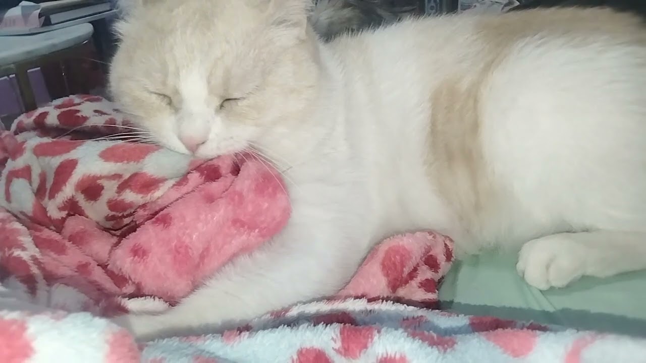 Jasper #cute #cat