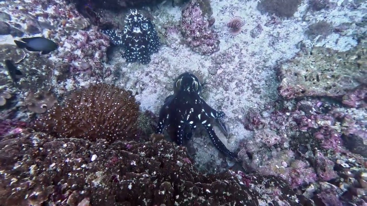 Scuba Diving - Oman - Junos Trace