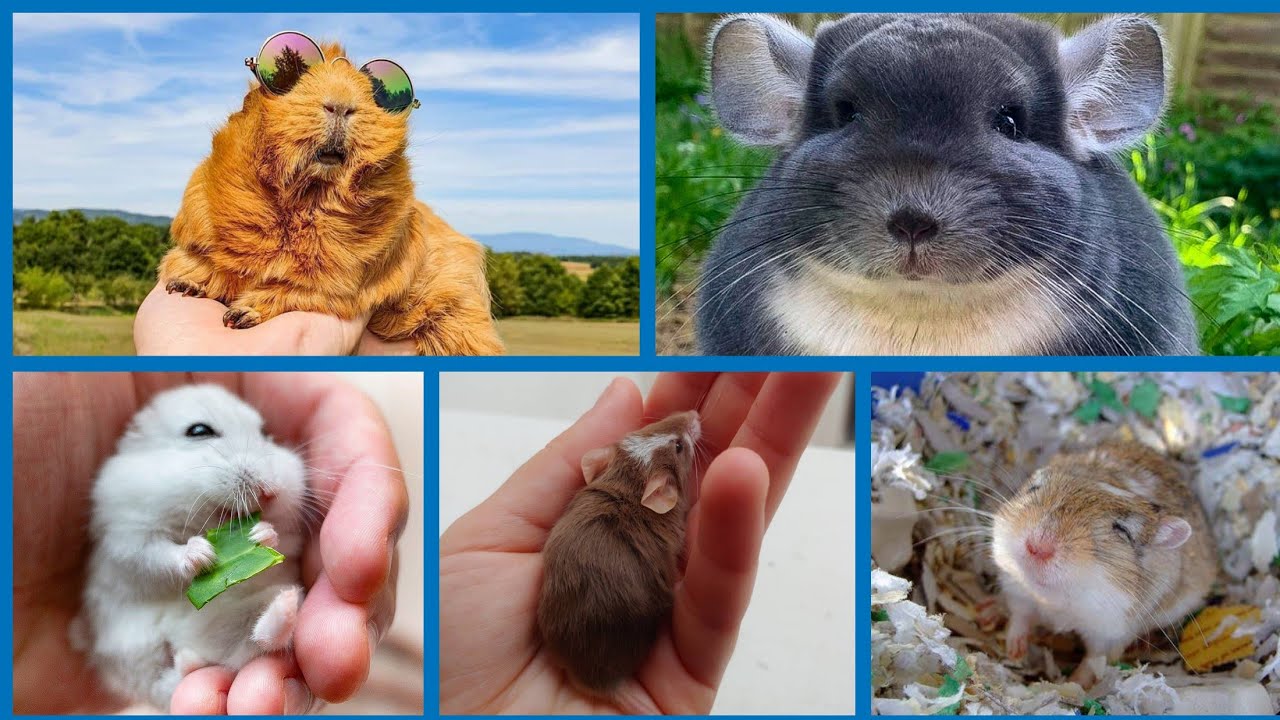 ¡Top 5 Roedores para tener de Mascota!