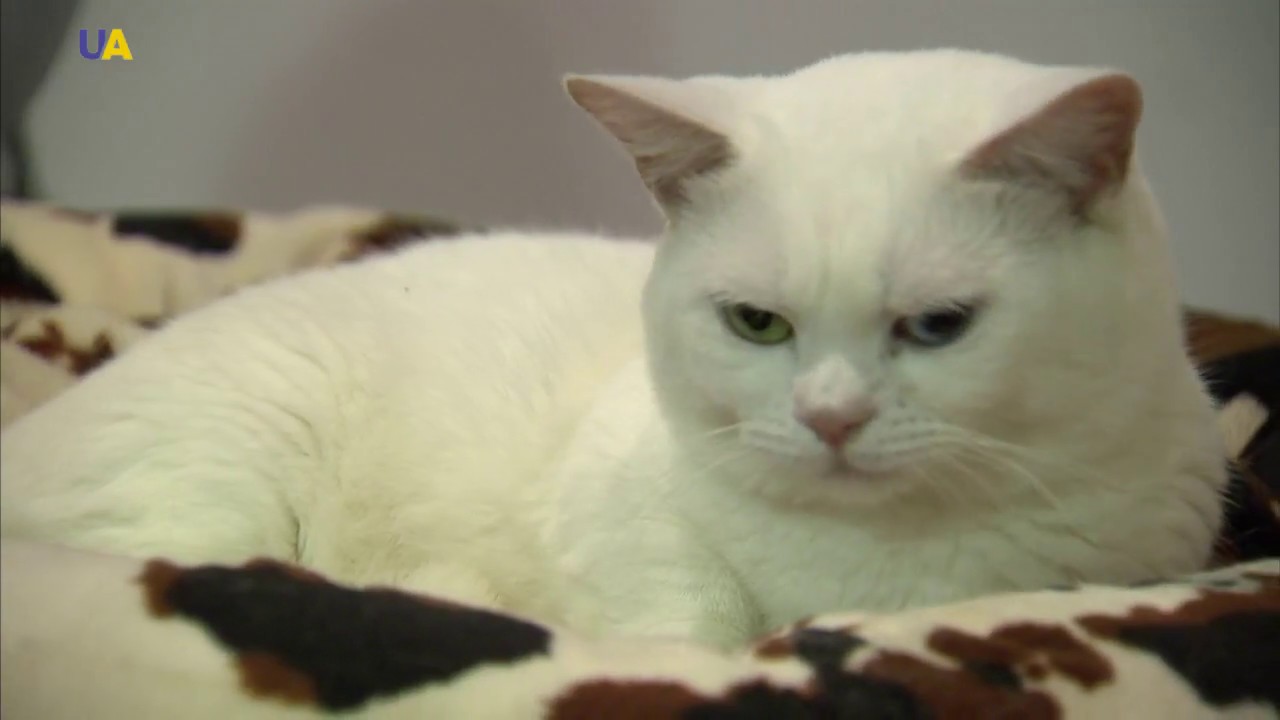International Cat Exhibition | Generation UA