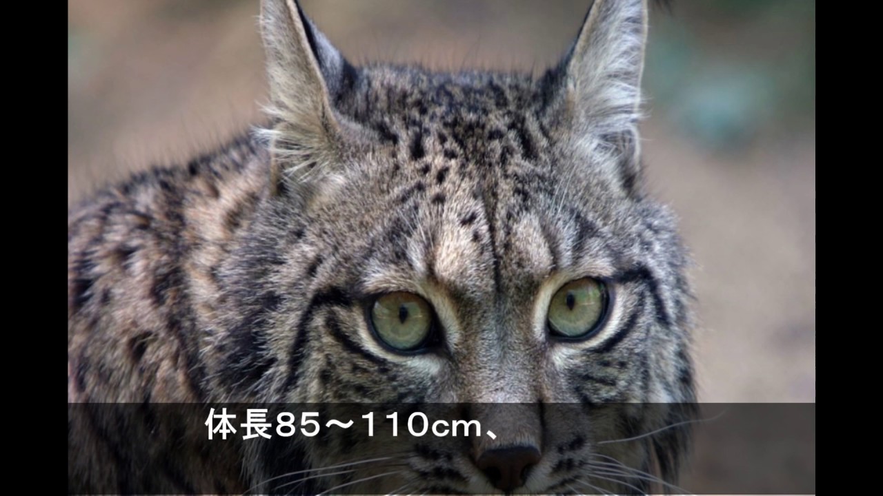 衝撃　猫　世界の珍しいネコ