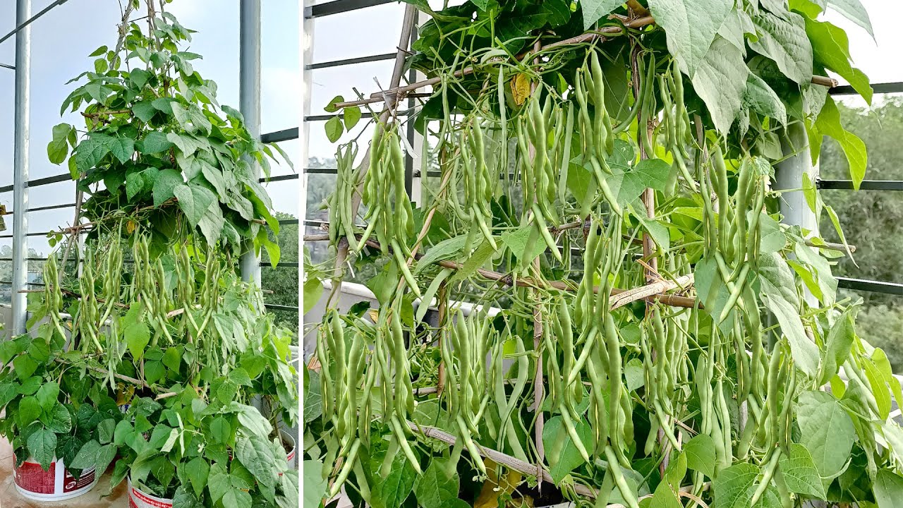Очень хрустящие и вкусные, легко выращивать на террасе или балконе.