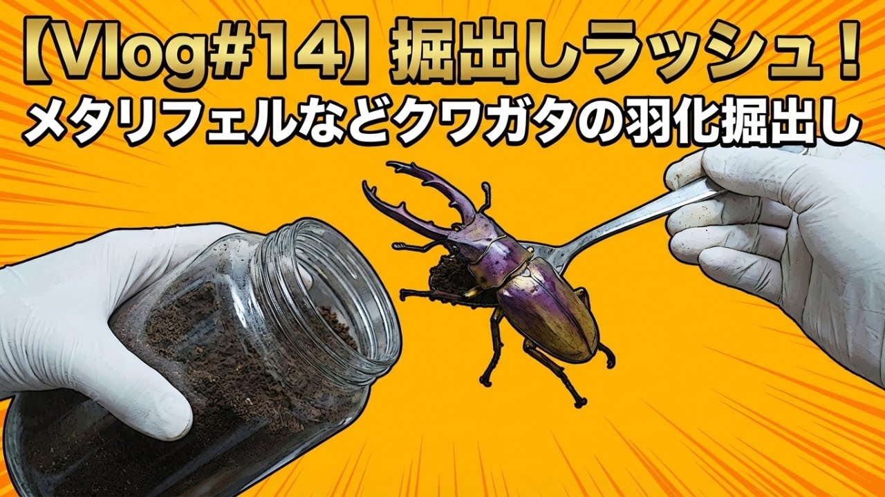 掘出しラッシュ！メタリフェル・ニジイロ・アンティローペなどクワガタの羽化掘出しブリード記録｜作業用BGMにもどうぞ【Vlog#14】