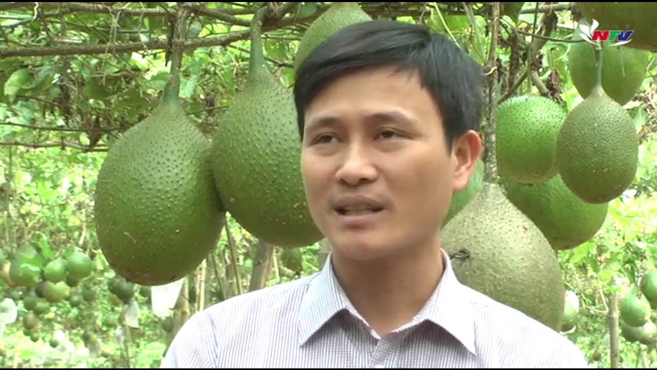 Triển vọng từ mô hình trồng gấc lai đen nguyên liệu ở Quỳnh Lưu