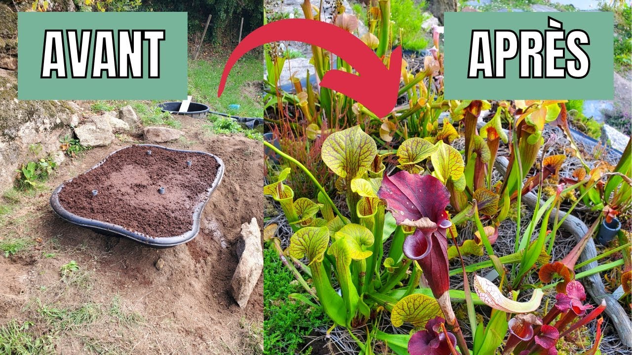 Comment Faire une TOURBIERE de Plantes CARNIVORES (dans un bassin) ?