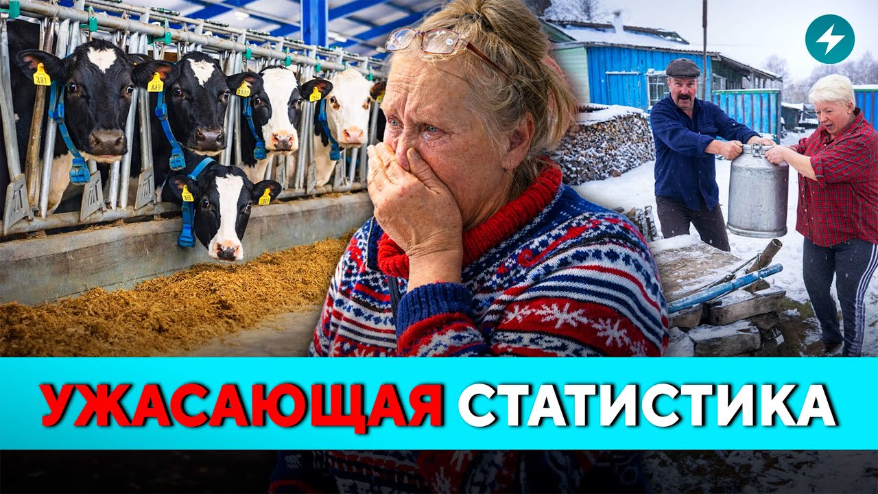 Пострадала Витебщина! Зачистки на фермах. Кто ответит за массовый падёж скота // Новости