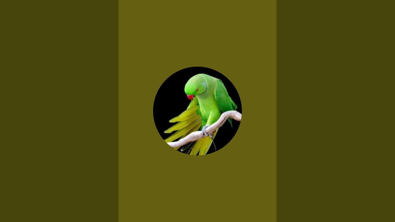 Funny Talking Parrots That Will Make You Smile #live