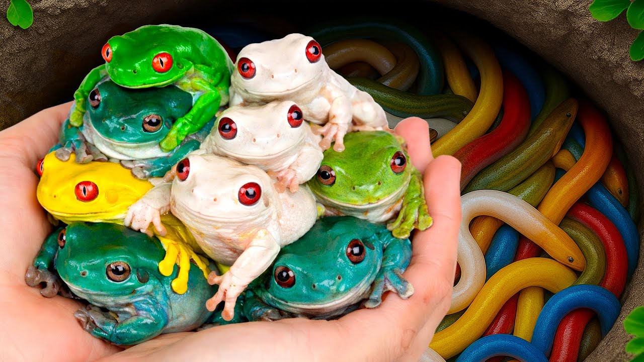 Catch Beautiful Ornamental Frog in Colorful EEG, Baby Turtles, Betta Fish, Molly Fish, Sailfish, Koi