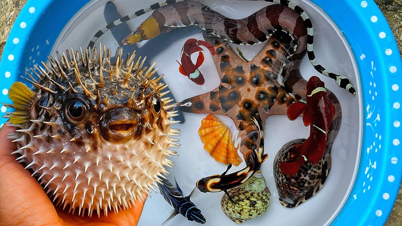 Tangkap ikan buntal dan belut, kerang, ikan hias laut, keong, lobster, kepiting, siput laut
