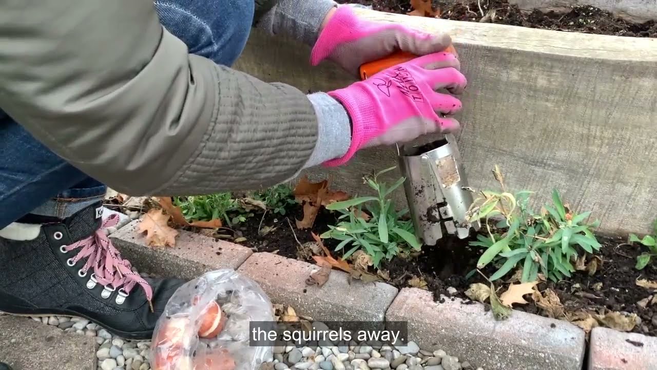 Tulip Planting Depth