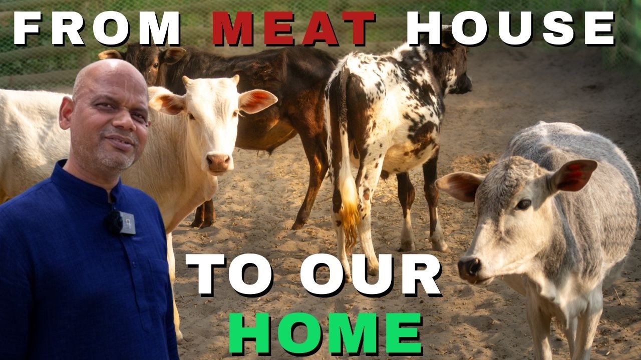 From Meat Shop to Nandi Sanctuary: A Story of Dharma