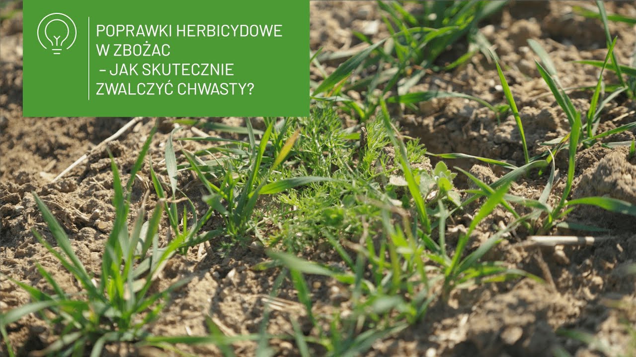 Poprawki herbicydowe w zbożach – jak skutecznie zwalczyć chwasty? 🌾