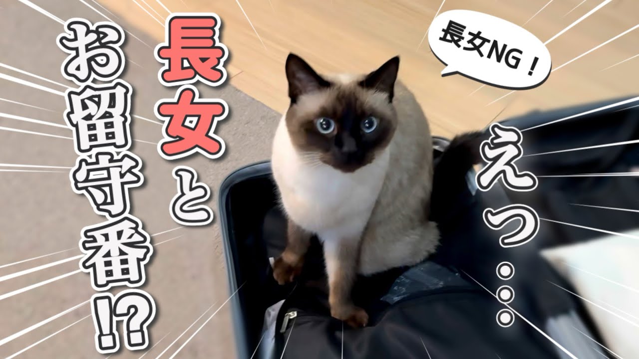【両親不在】長女が猫に全力アピール！名誉挽回なるか！？ 