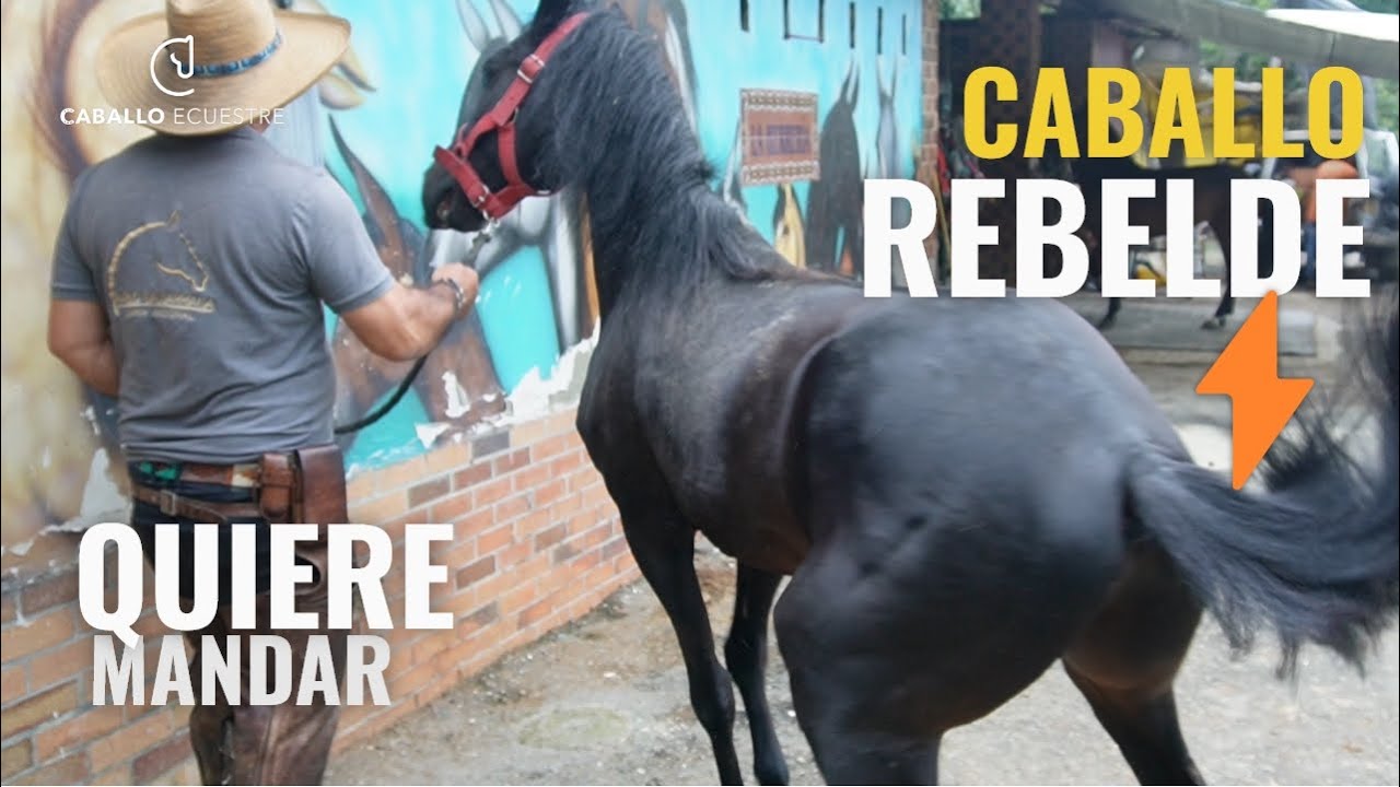 CABALLO REBELDE  ❌☠️❌ QUIERE MANDAR E1