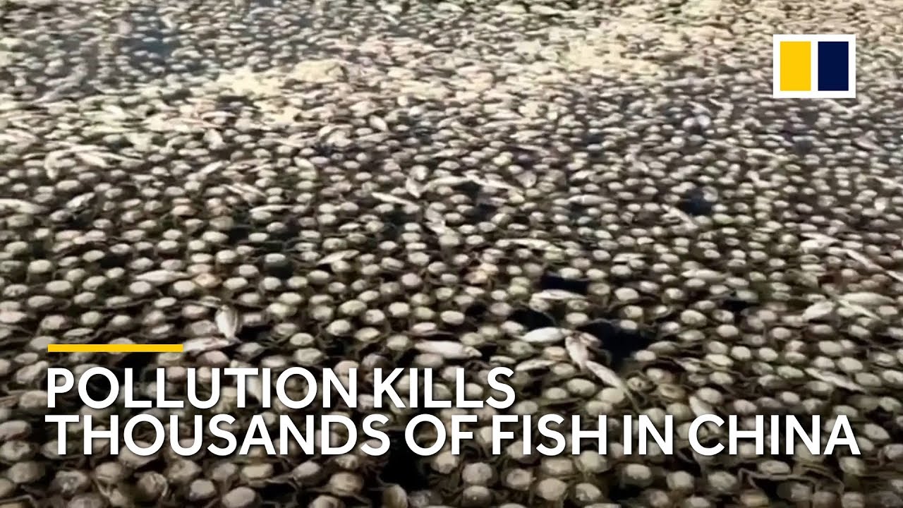 Thousands of fish killed by water pollution in Chinese lake
