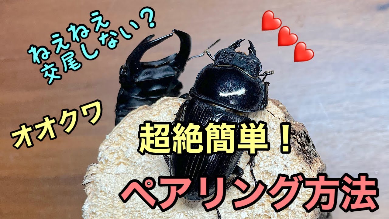 【オオクワガタ】ペアリング方法2選紹介します。