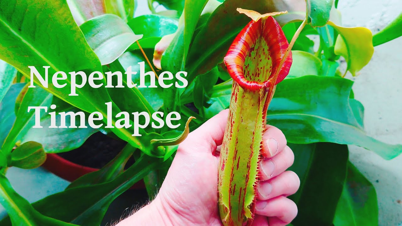 Nepenthes maxima 117 days timelapse - Riesen Kannenpflanze