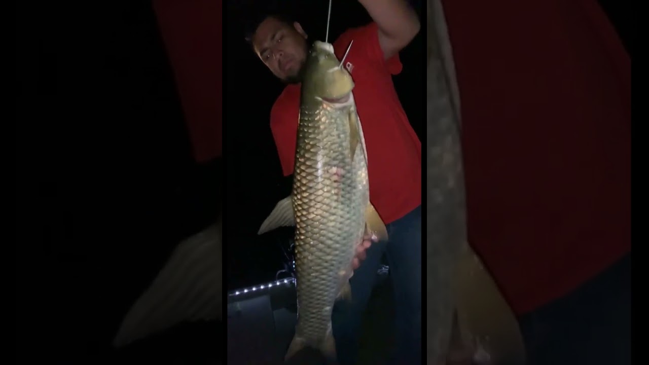 Bowfishing #carp #grasscarp #oneida #muzzy #megamouth