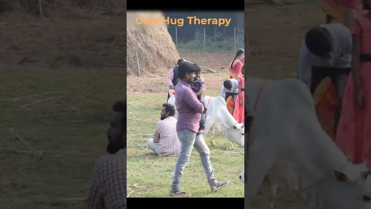 Cow hug therapy By Nadipathy Goshala #shorts #trend #happy #daily #india #farming