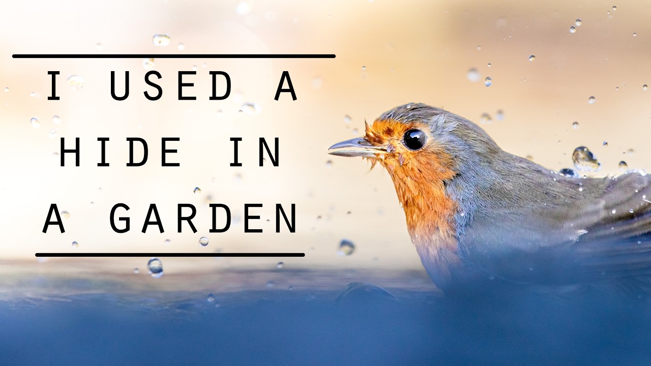Garden Bird Photography - Putting a Hide by the POND!