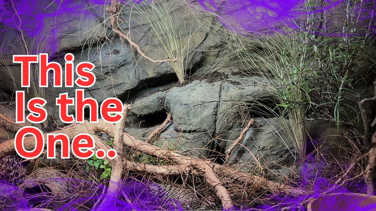 You’ve NEVER seen a bioactive Leopard gecko enclosure like this before!