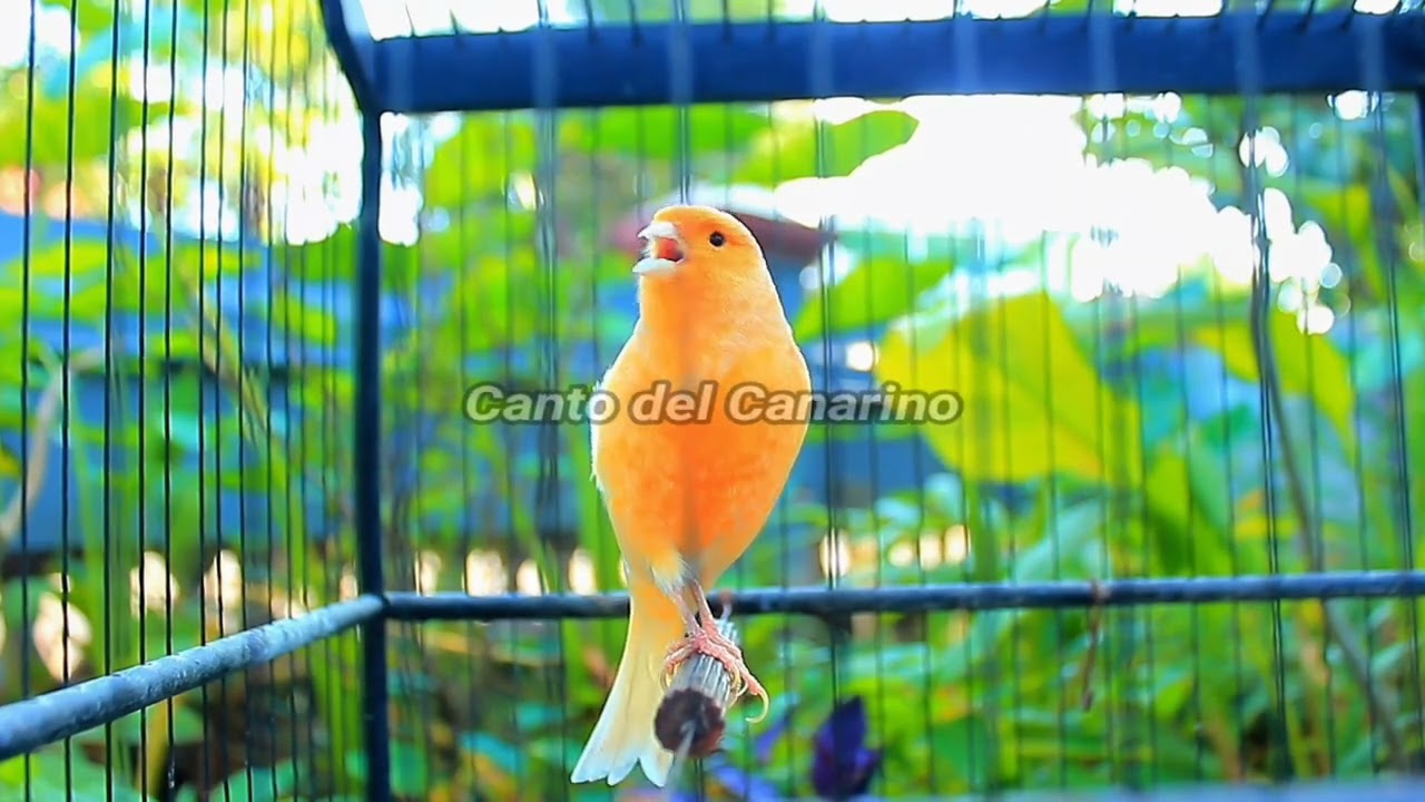 Canto del Canarino Forte e Naturale per Allenamento, Richiamo e Relax 12