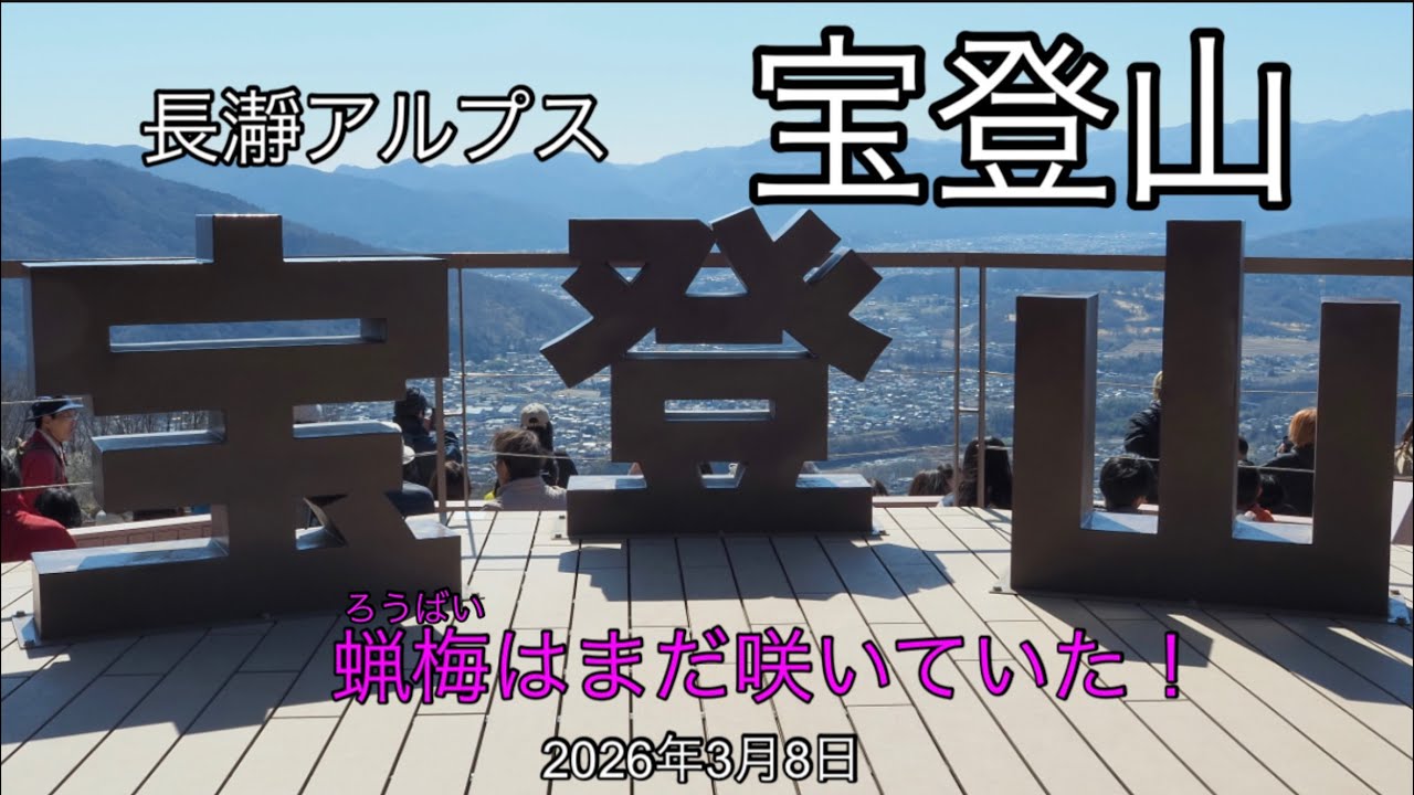 【長瀞アルプスを宝登山へ　2026年3月8日】　歩きやすい登山道、宝登山の蝋梅と梅、長瀞渓谷の岩畳、等々　長瀞アルプスは良いこと尽くめ！