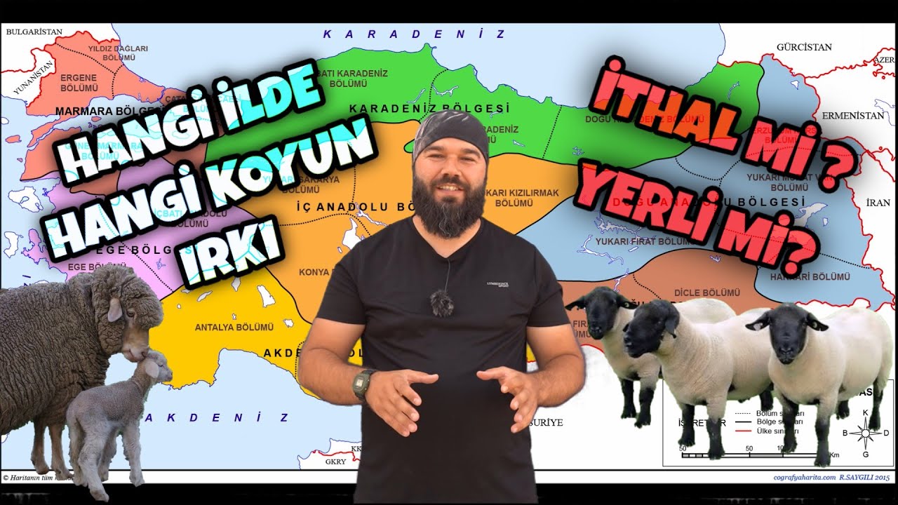 HANGİ KOYUN IRKINI ALMALIYIM | TÜM İTHAL VE YERLİ IRKLAR