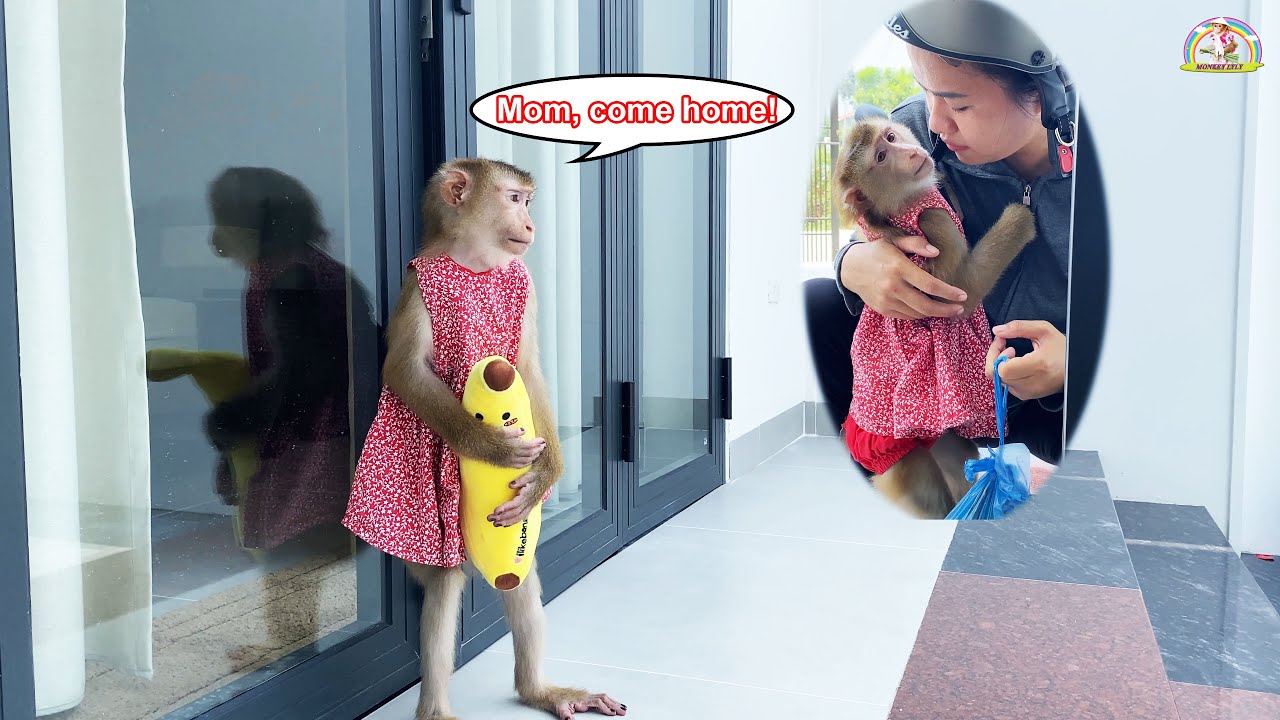 Footage of Monkey Lyly being HAPPY when moving to a new home with her mother