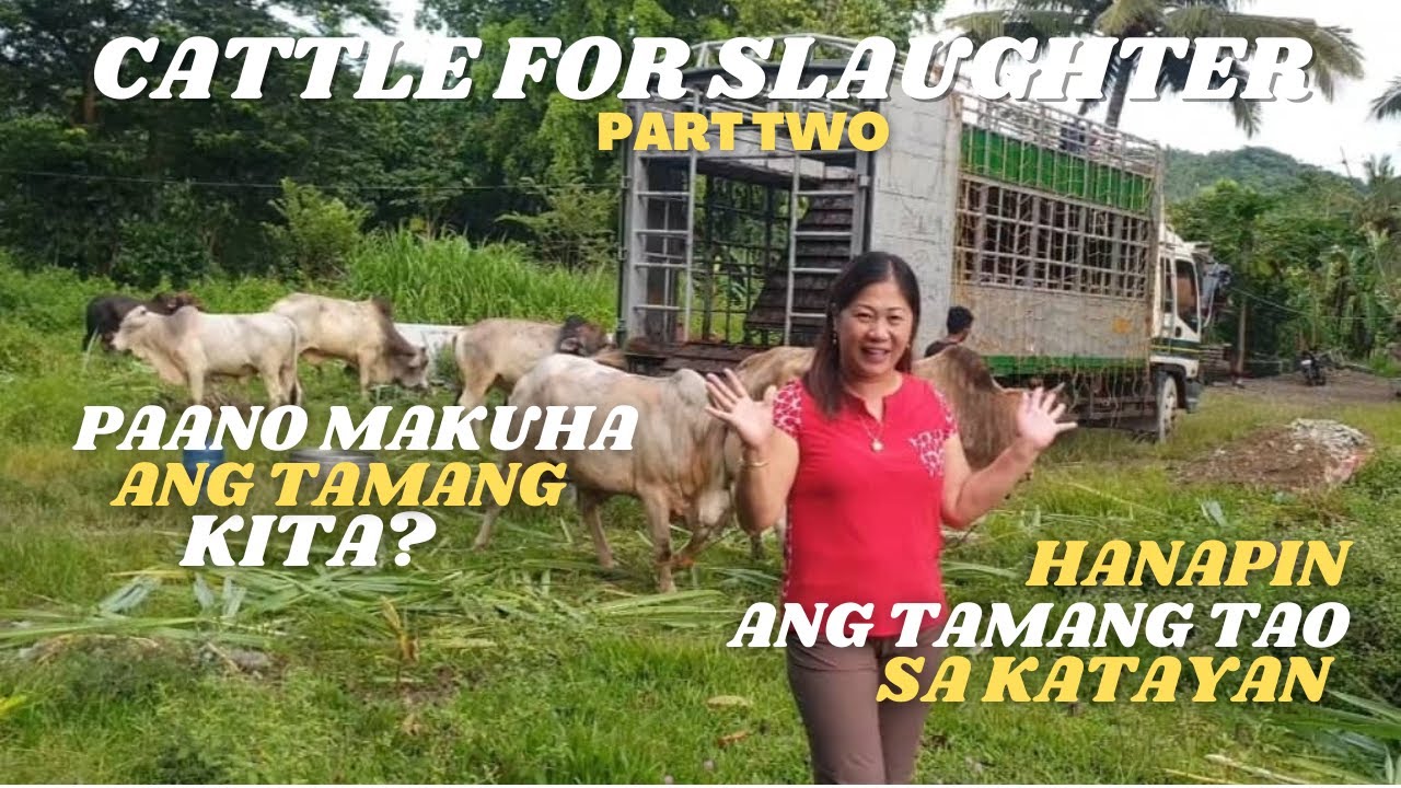 CATTLE FOR SLAUGHTER PART 2 | HANAPIN ANG TAGAKATAY NA MAKAPAGBIGAY NG TAMANG PRESYO | SGB