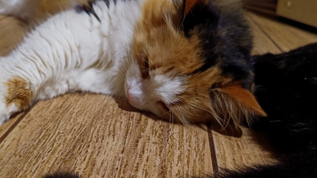 Kot_murrkot🐾 в прямом эфире! Кошачий санаторий дома😀