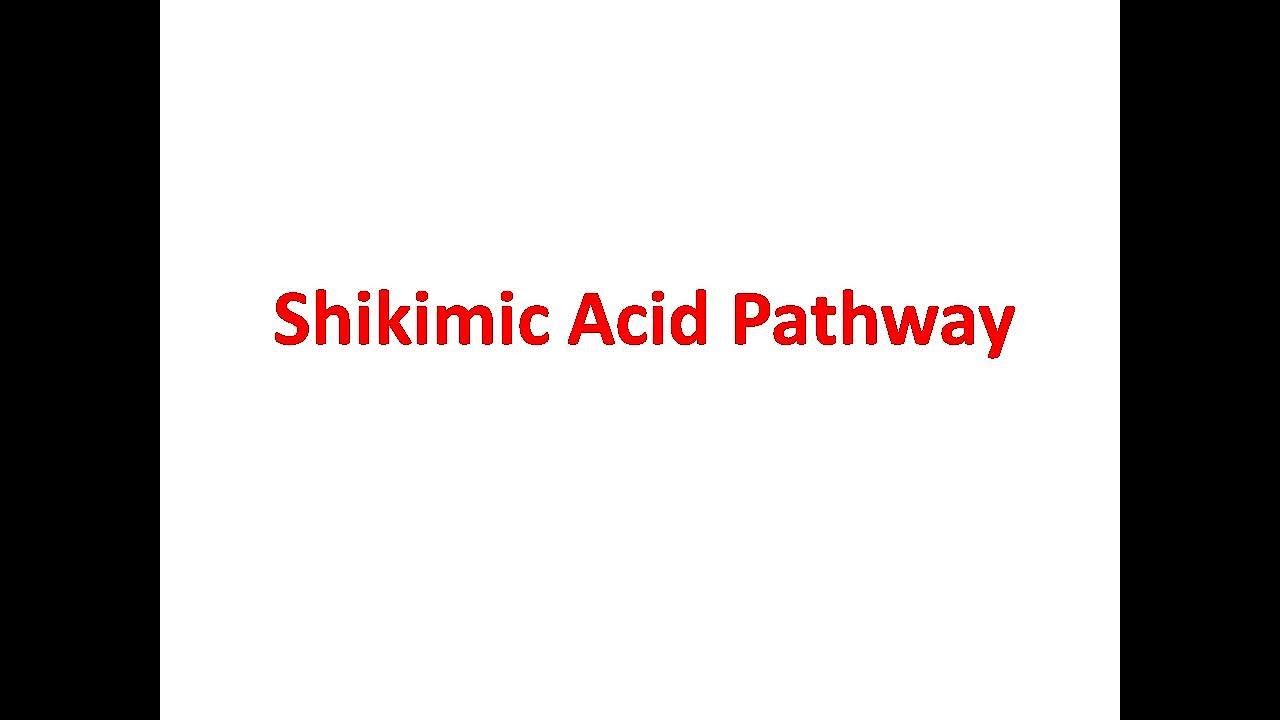 Shikimic Acid Pathway