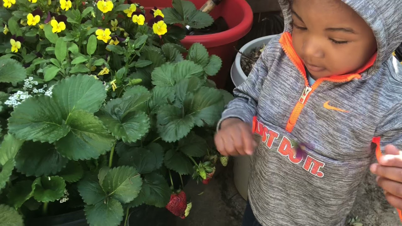 How To Grow Sweet Strawberries & First Albion Harvest of the season