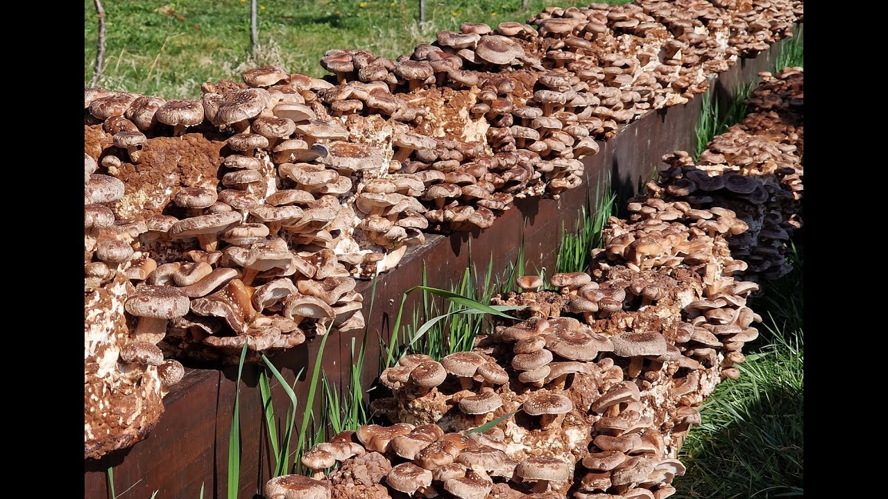 Pestujeme huby doma - Shiitake (Lentinula Edodes) Húževnatec Jedlý