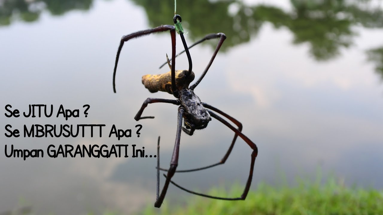 TOTAL 73 KG LEBIH - BABON TERBERAT 7.20 KG || CUMA OLAHRAGA DOANG !