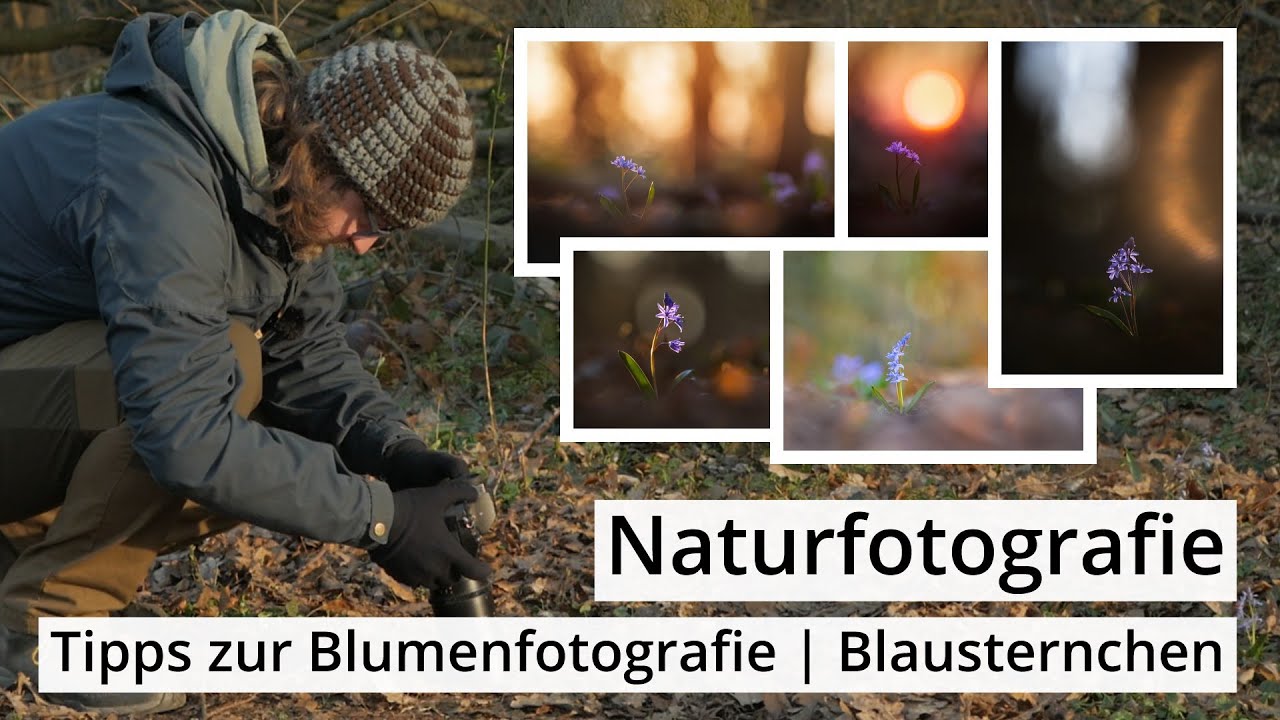 Naturfotografie: TIPPS zur BLUMENFOTOGRAFIE (mit BLAUSTERNCHEN)