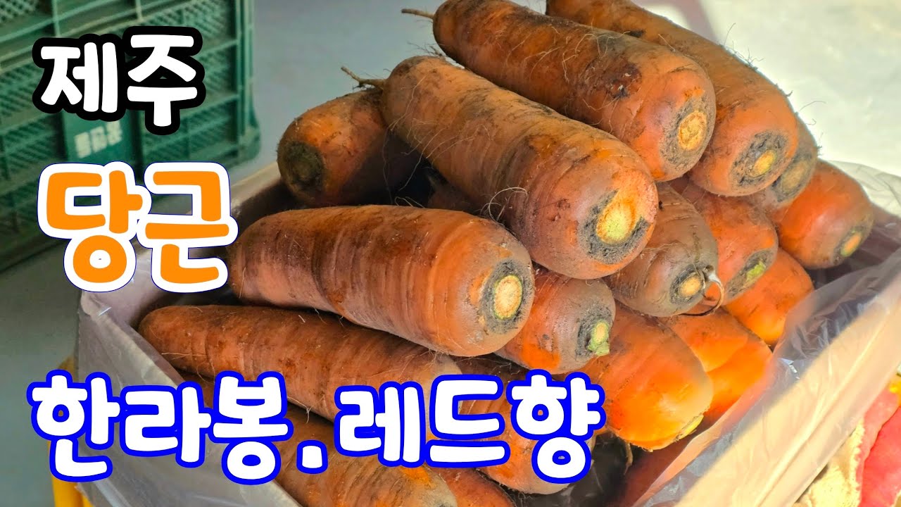 제주 구좌당근! 선물용 한라봉.레드향