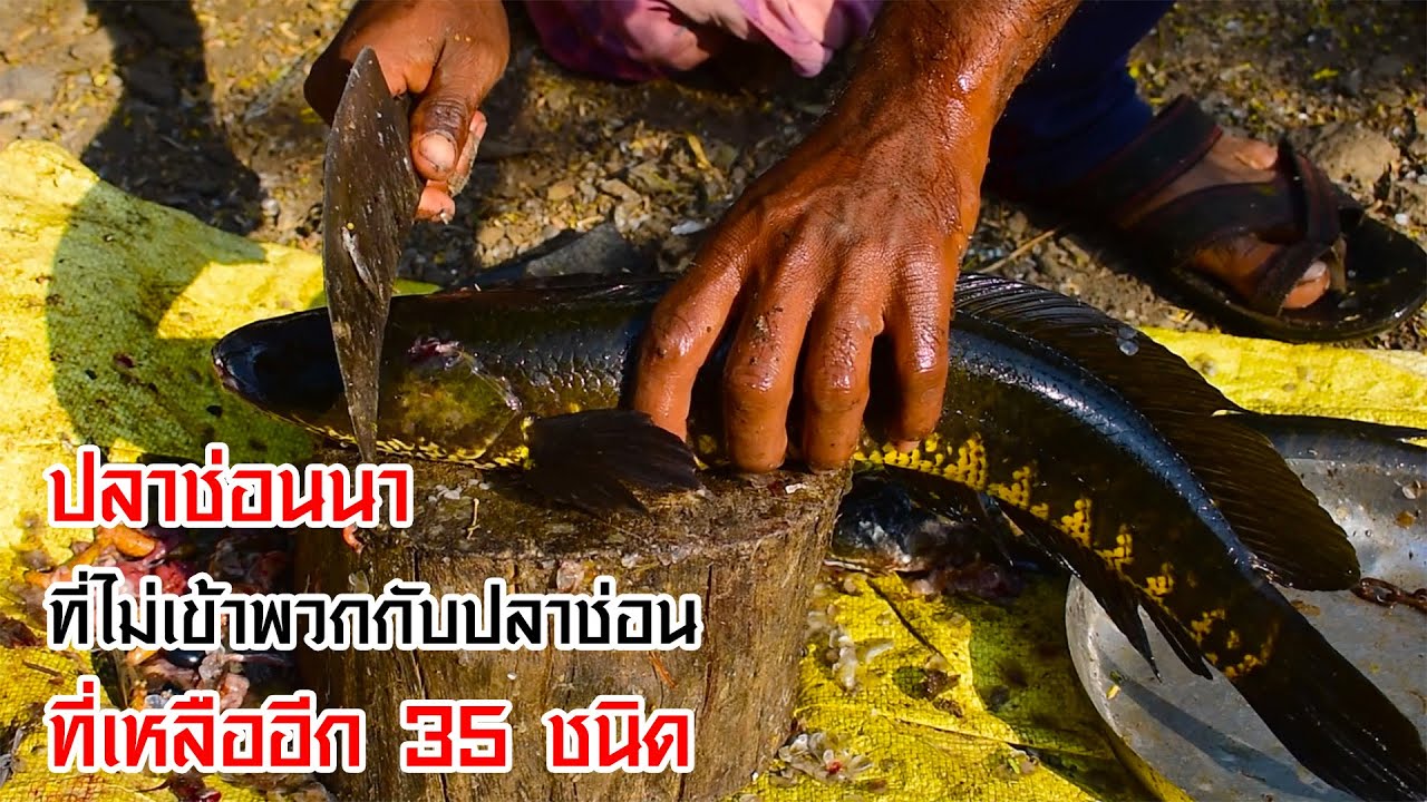 ปลาช่อนนา (ไทย) ที่ไม่เข้าพวกกับปลาช่อนที่เหลืออีก 35 ชนิด