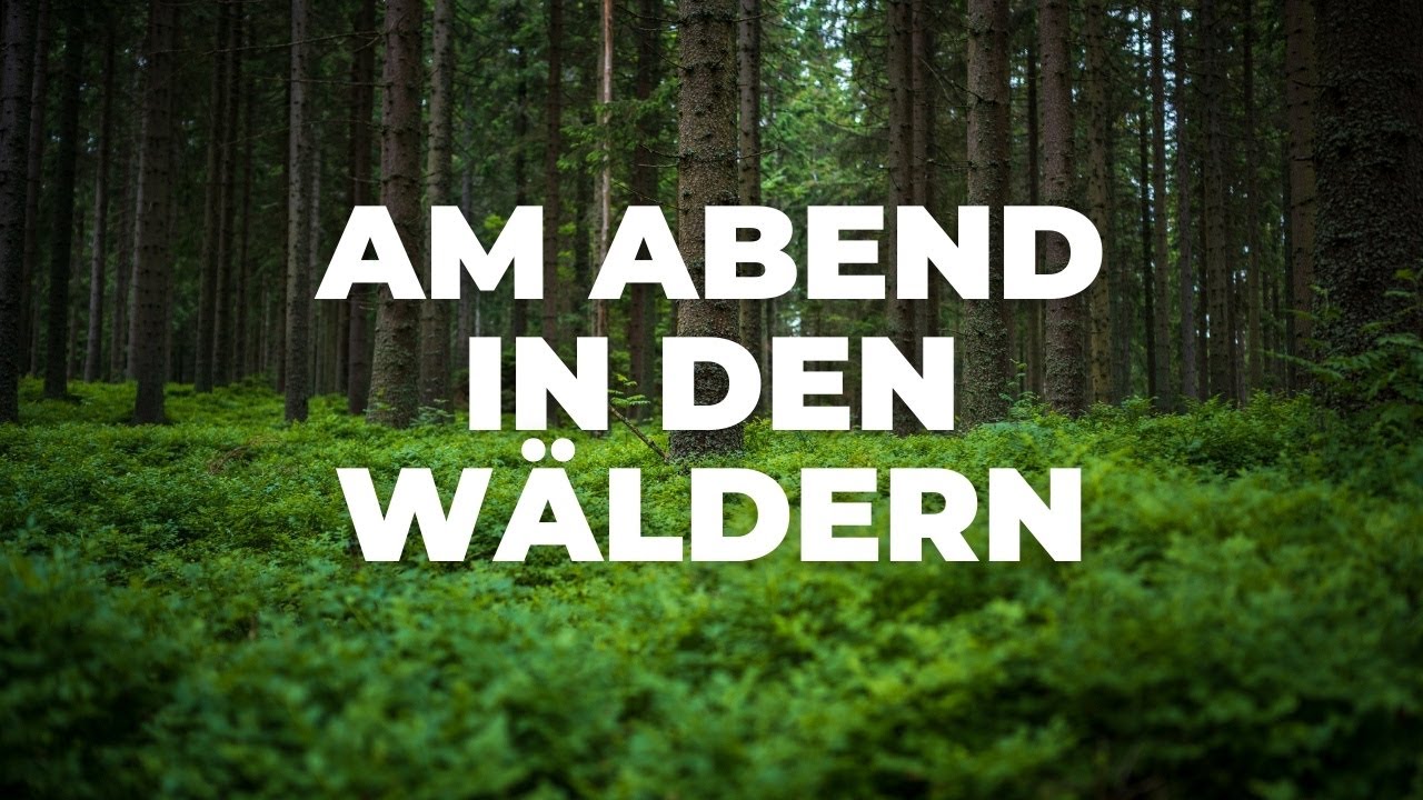 LANDSCHAFTSFOTOGRAFIE am ABEND | Die DÄMMERUNG in den WÄLDERN nutzen