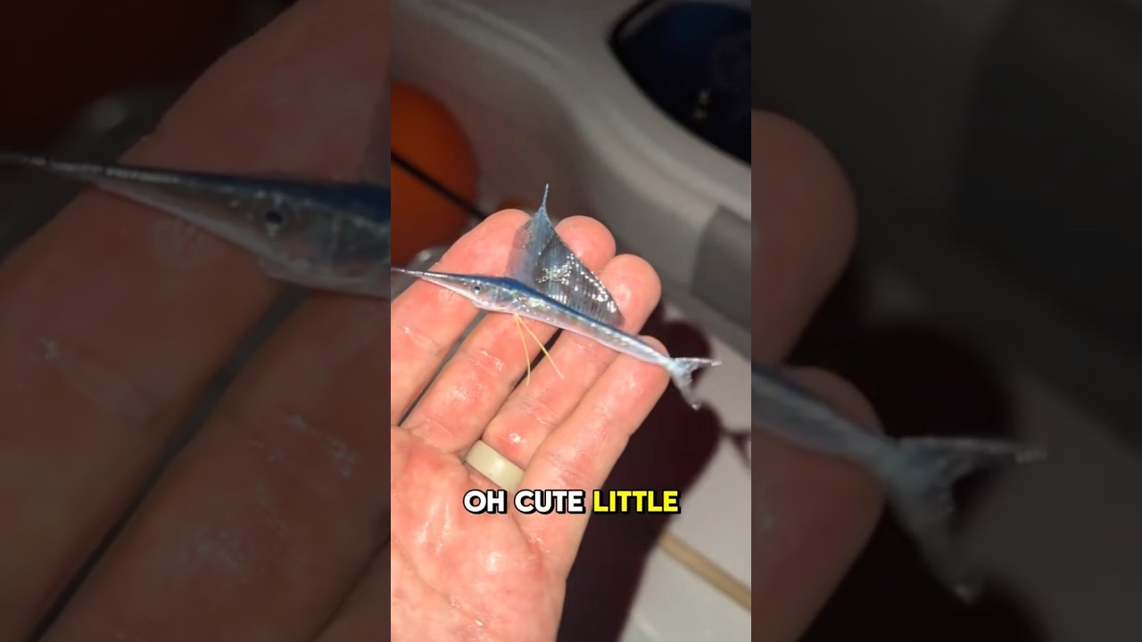Caught this cute little sailfish in a net #pescasub #mar #barcopesqueiro